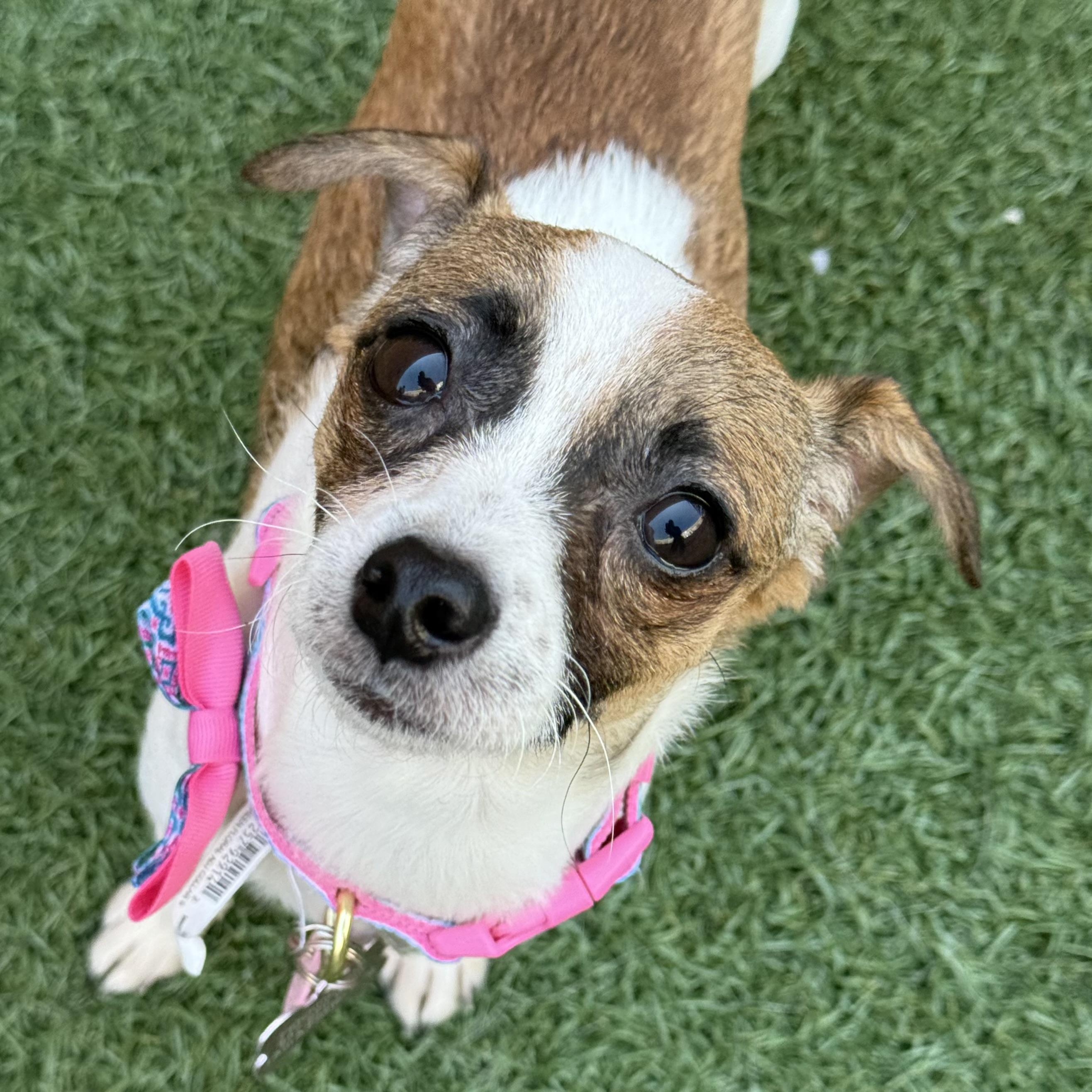 Lilli, Young Female Chihuahua