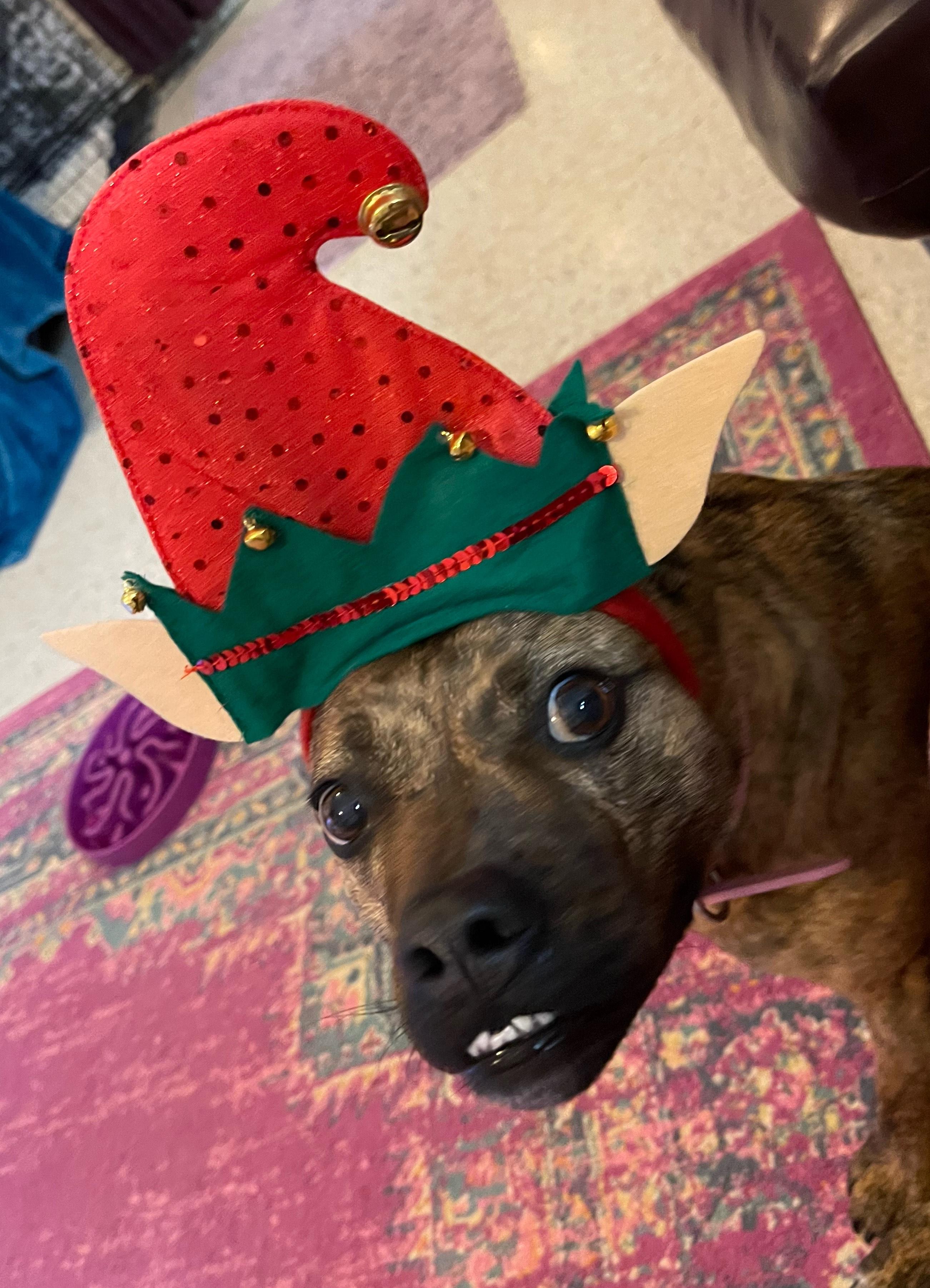 Ginger, a Adoptable mixed breed in Tucson, AZ image 3/5