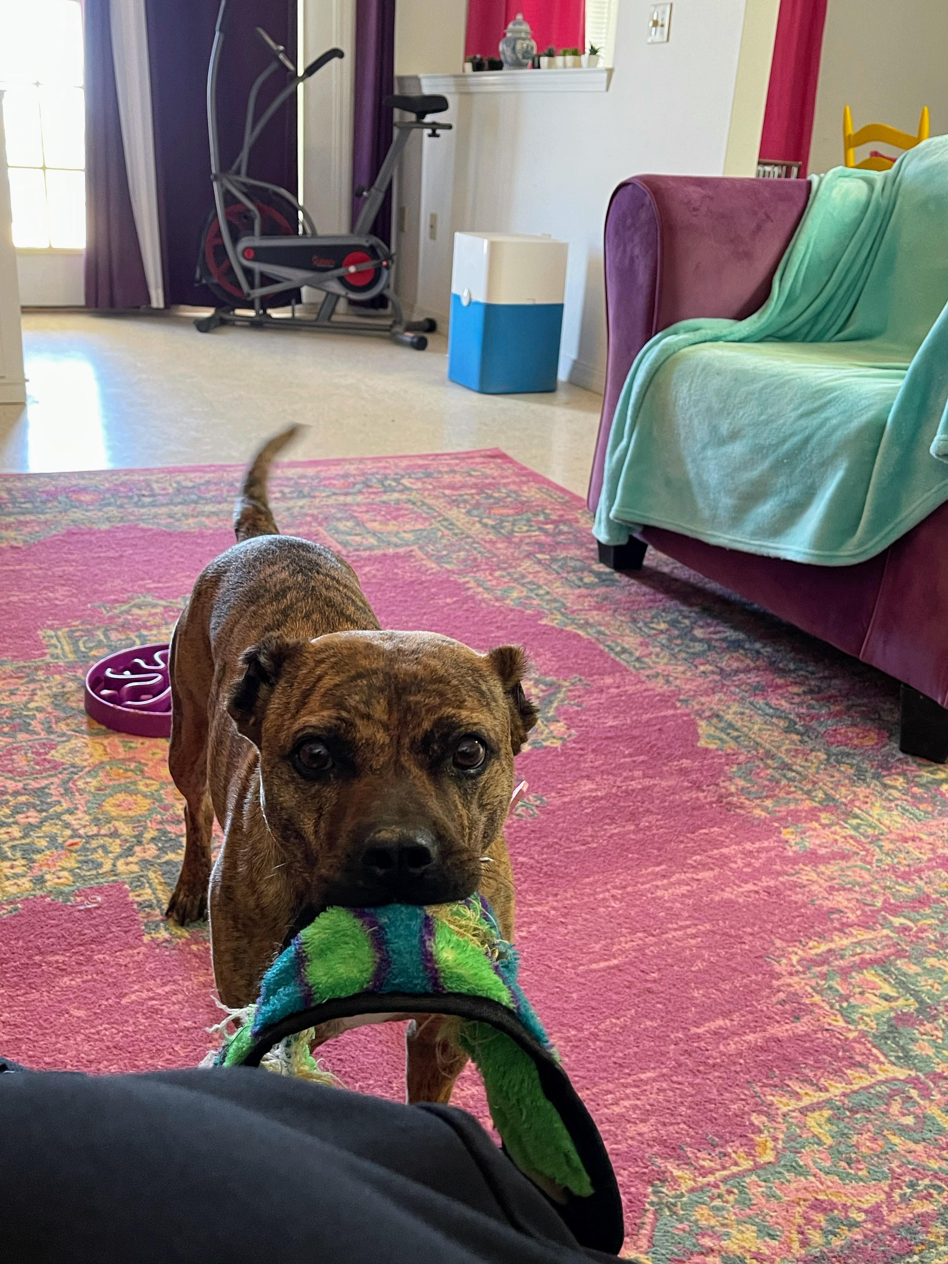 Ginger, a Adoptable mixed breed in Tucson, AZ image 2/5