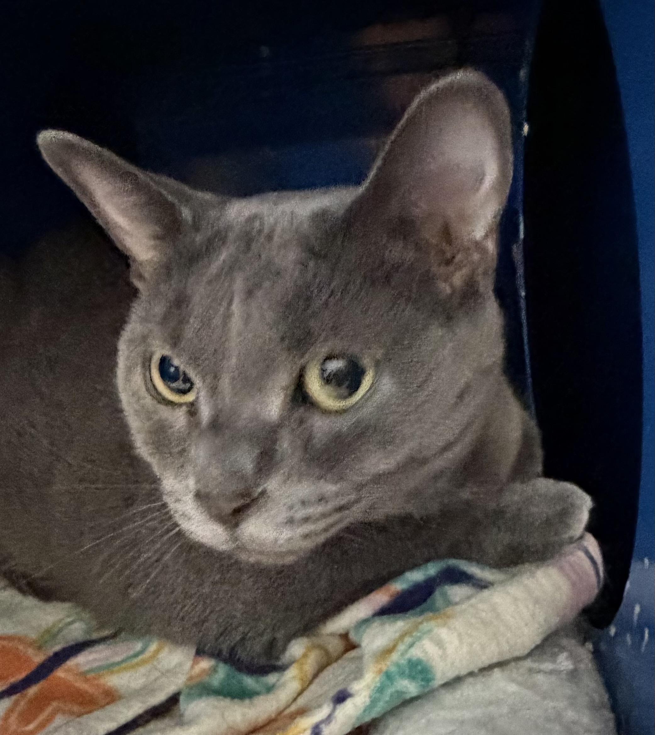 Rosa, ADOPTABLE, Young Female Domestic Short Hair.