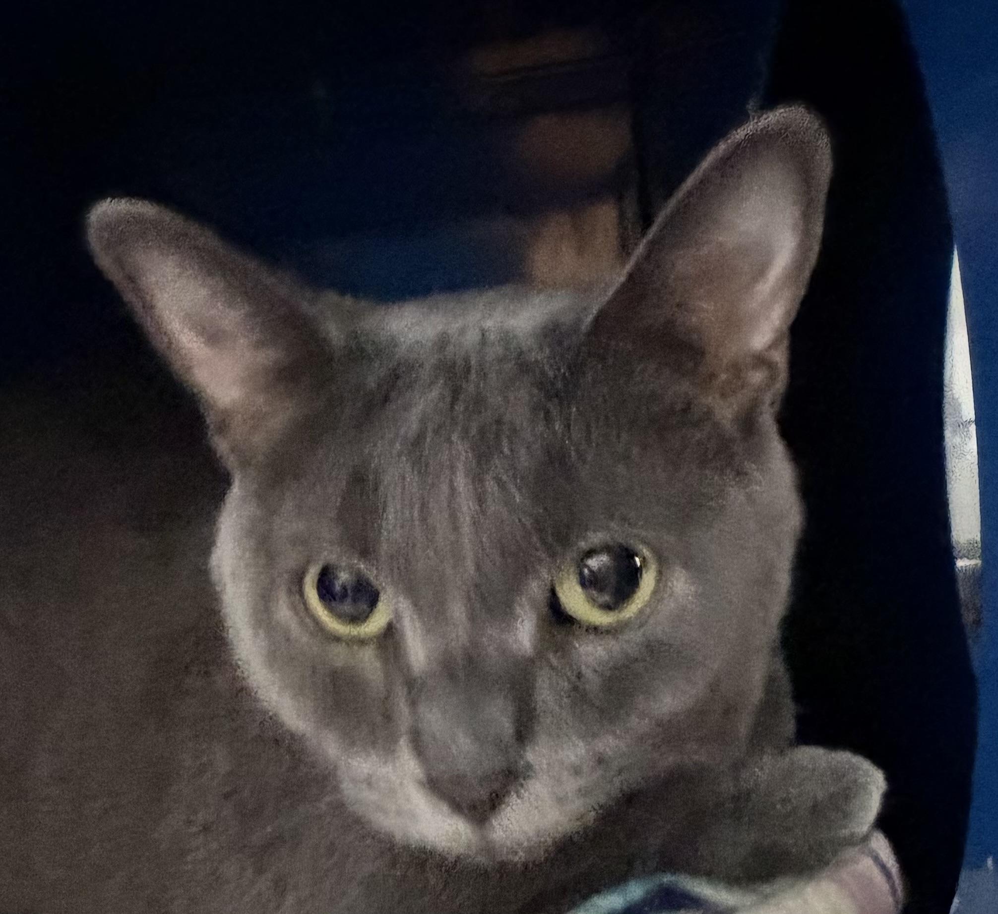 Enlarge Rosa, a ADOPTABLE Domestic Short Hair in Sault Sainte Marie, MI image 3/4