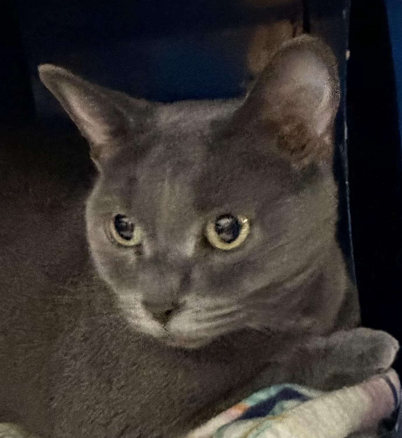 Enlarge Rosa, a ADOPTABLE Domestic Short Hair in Sault Sainte Marie, MI image 4/4