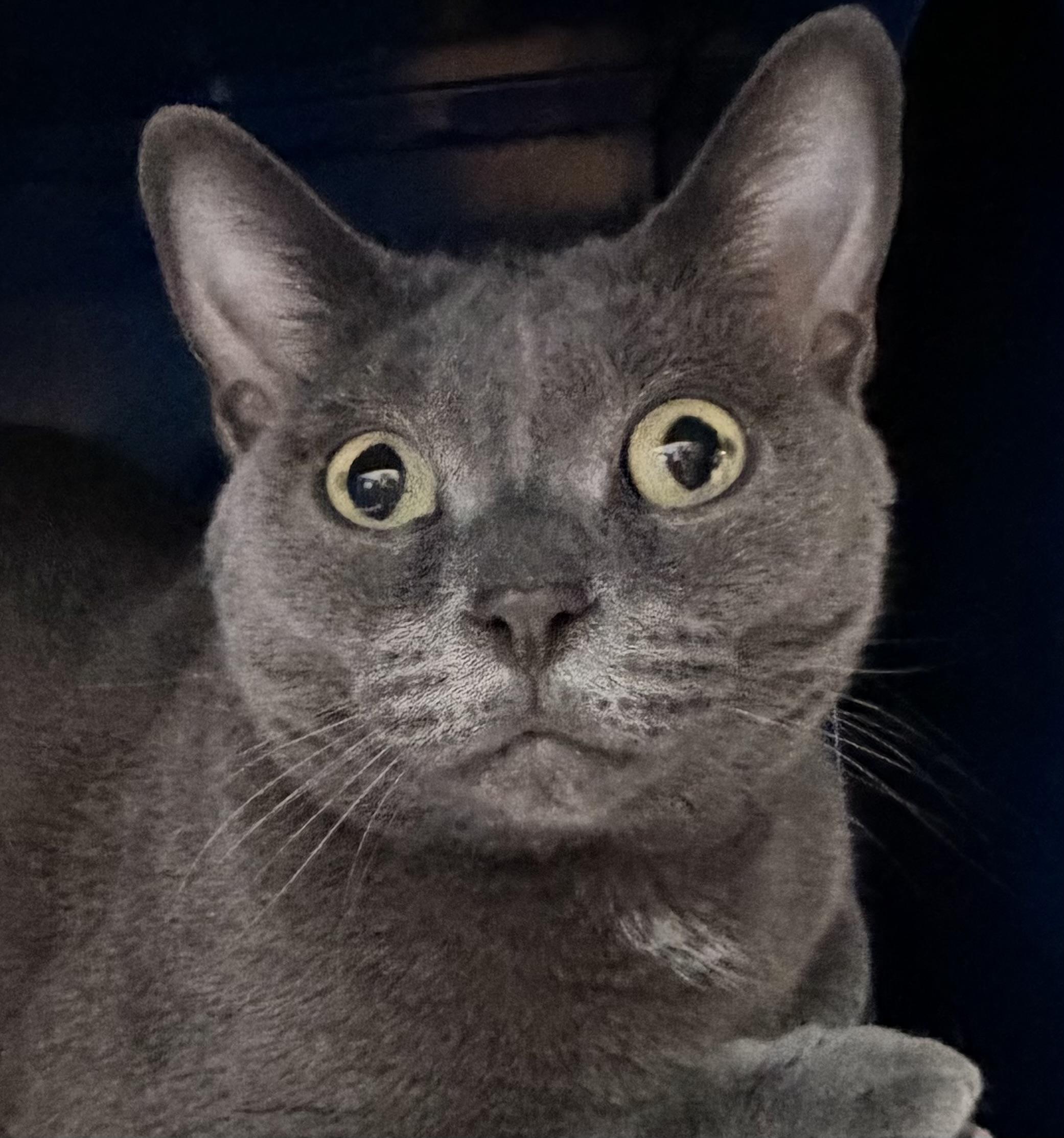 Enlarge Rosa, a ADOPTABLE Domestic Short Hair in Sault Sainte Marie, MI image 2/4