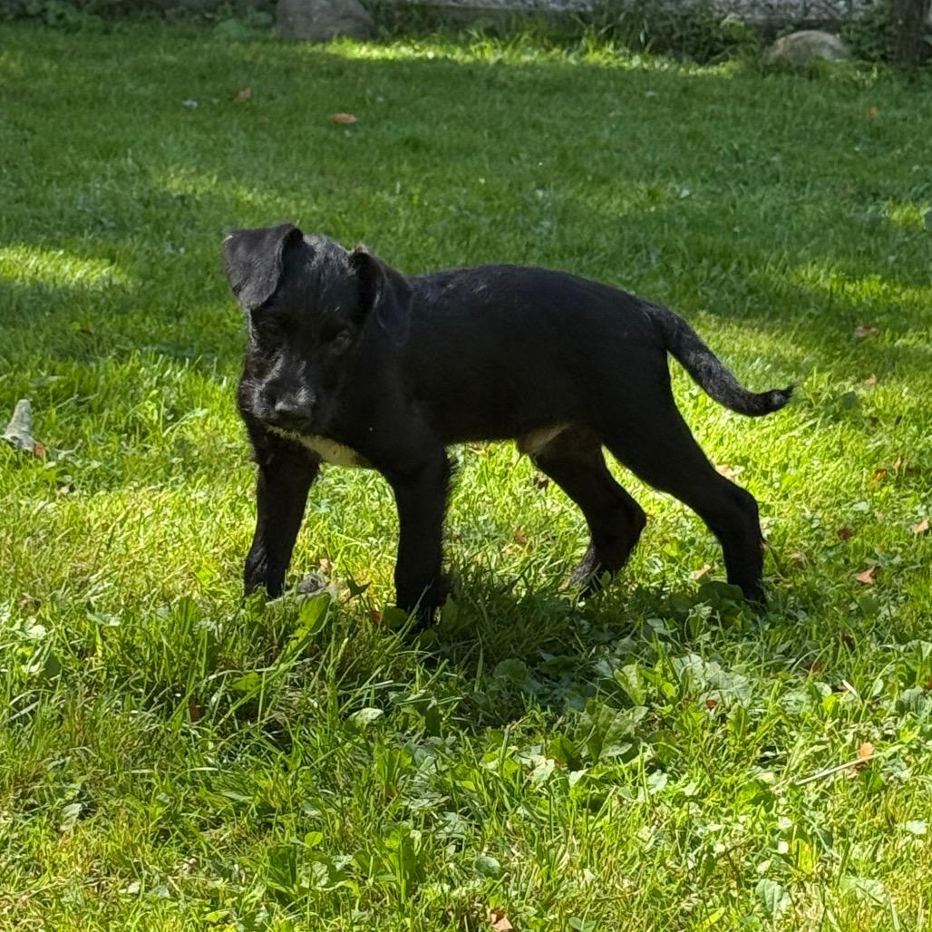 Lane Attending Pawsinprison thumbnail 2