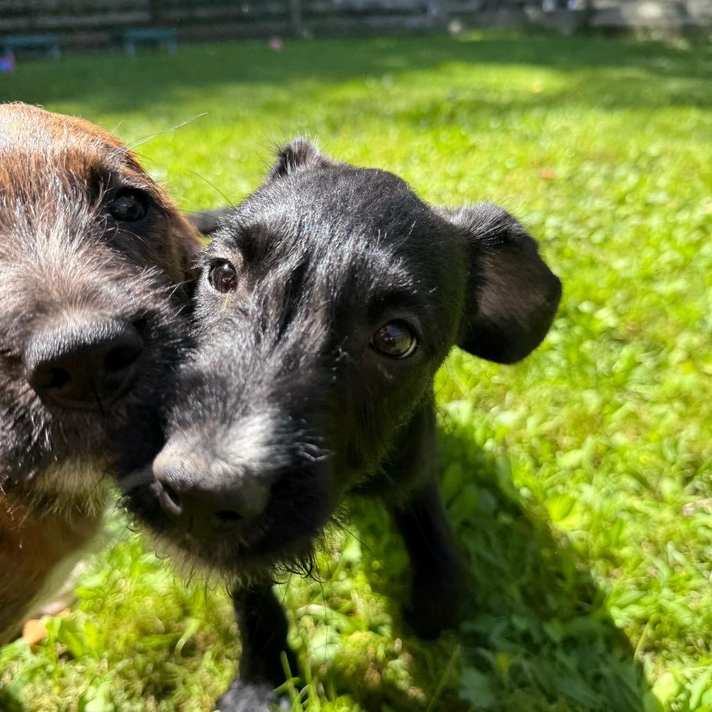 Lane Attending Pawsinprison thumbnail 3