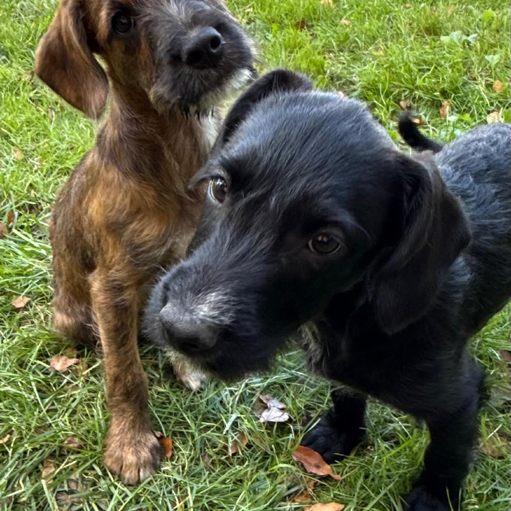 Lane Attending Pawsinprison thumbnail 5