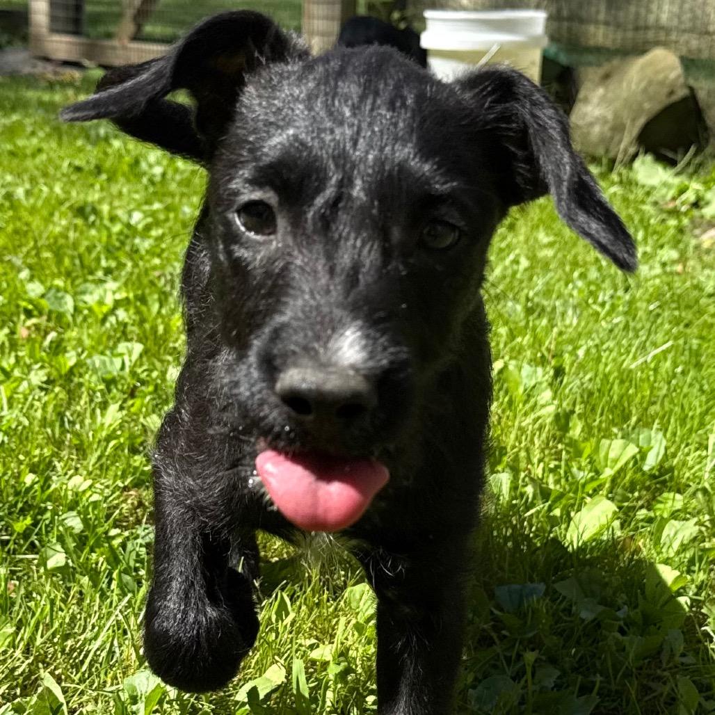 Lane Attending Pawsinprison thumbnail 6