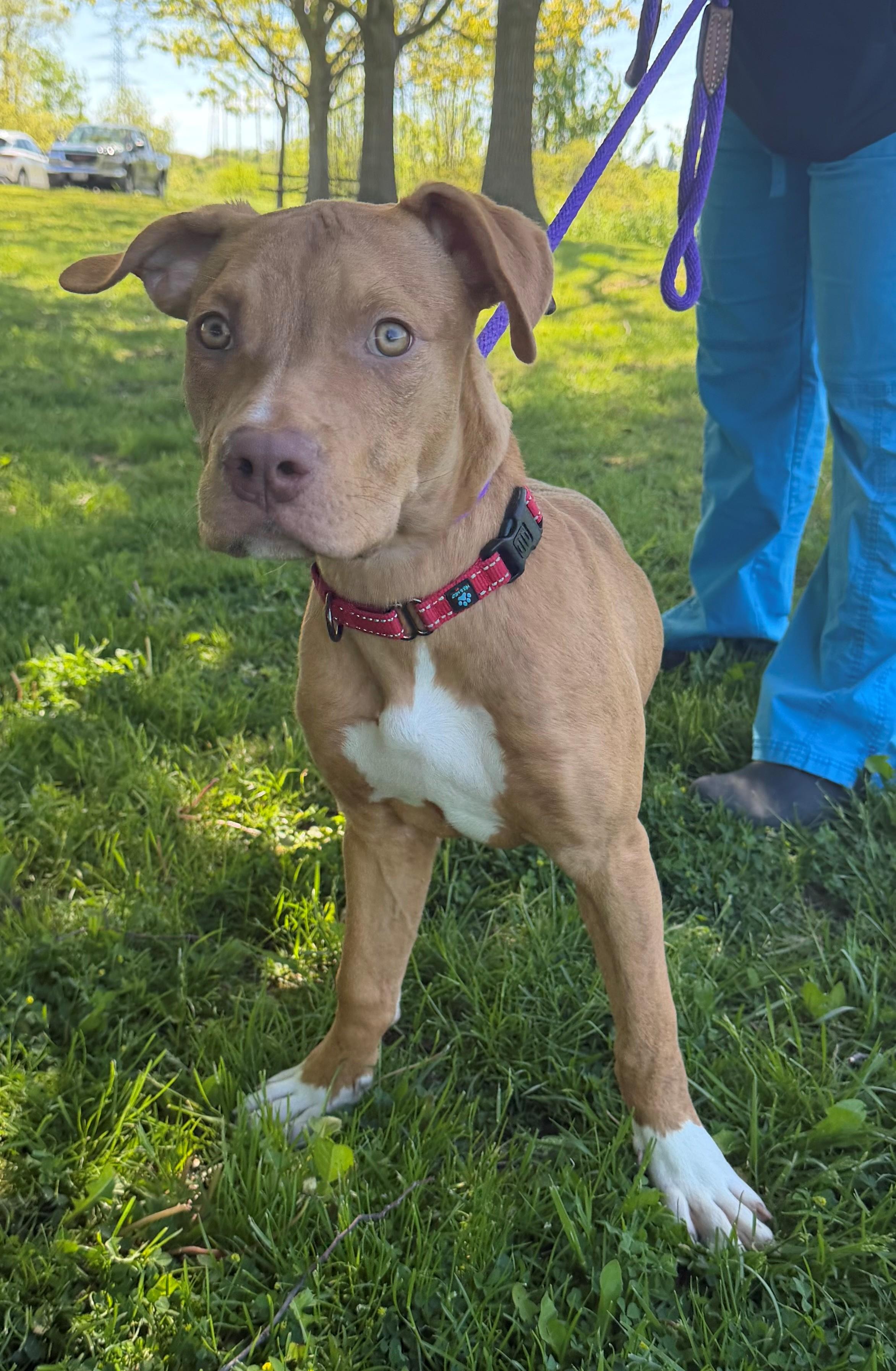 Enlarge Badge, an adoptable mixed breed in Hamilton, ON image 2/3