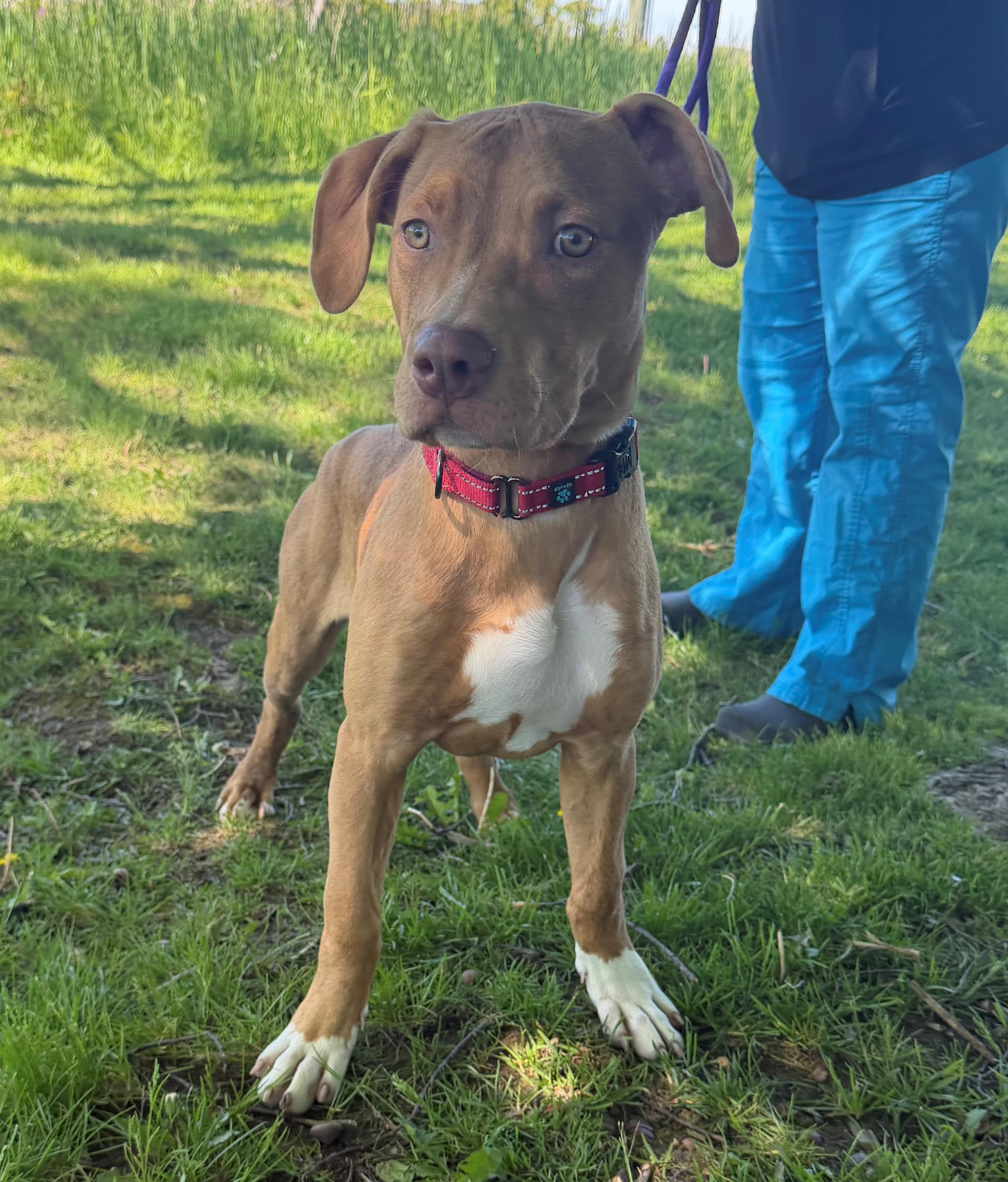 Enlarge Badge, an adoptable mixed breed in Hamilton, ON image 3/3