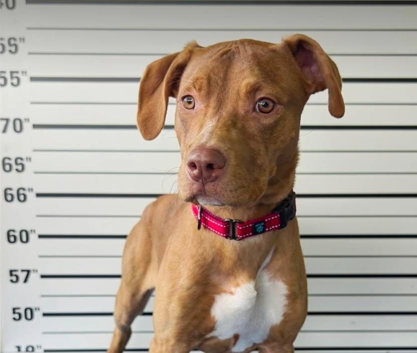 Badge, adoptable, Young Male American Bully.