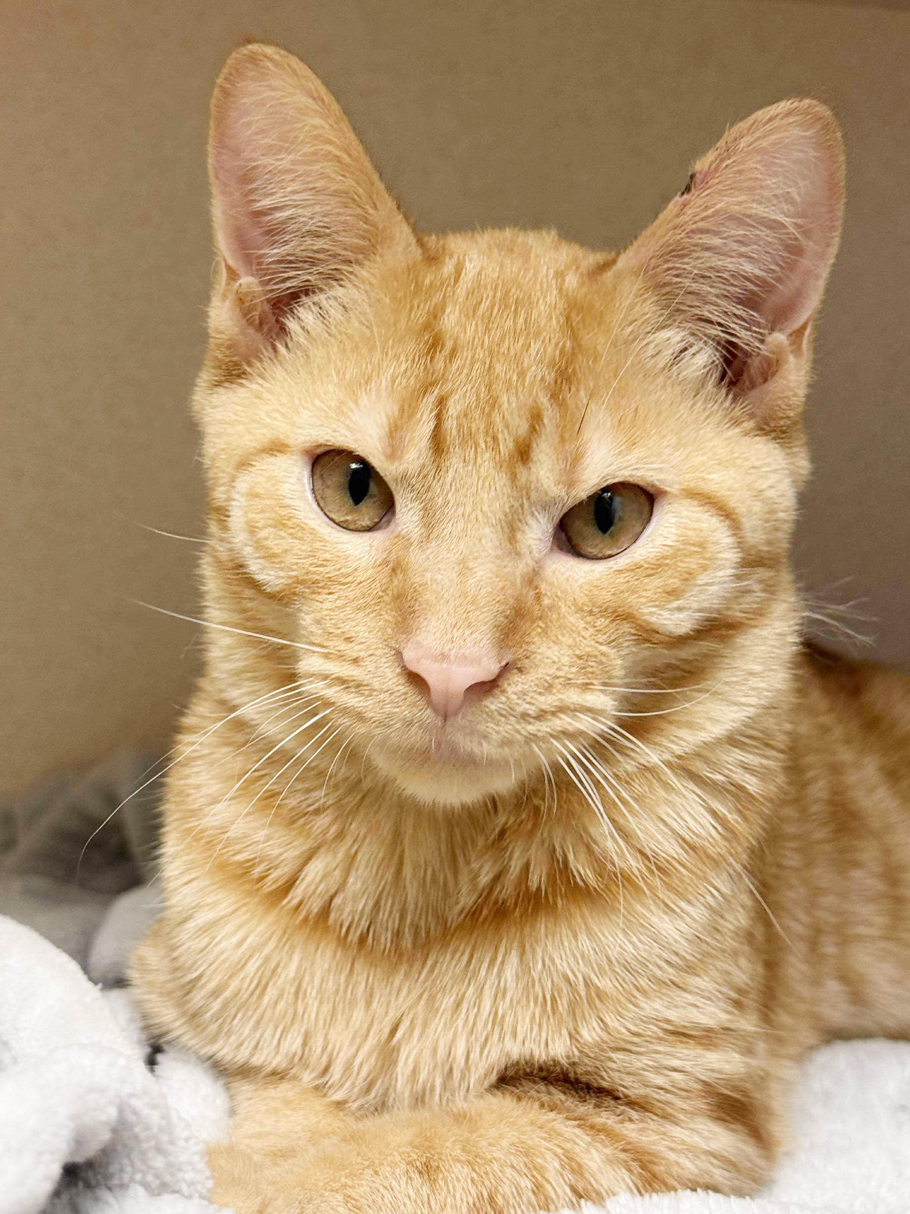 Fritter is FANTASTIC - super cutie! MASTER if BISCUITS and CUDDLES!! VIDEOS photo 4