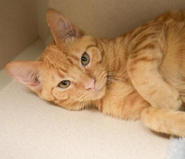 Fritter is FANTASTIC - super cutie! MASTER if BISCUITS and CUDDLES!! VIDEOS photo 2