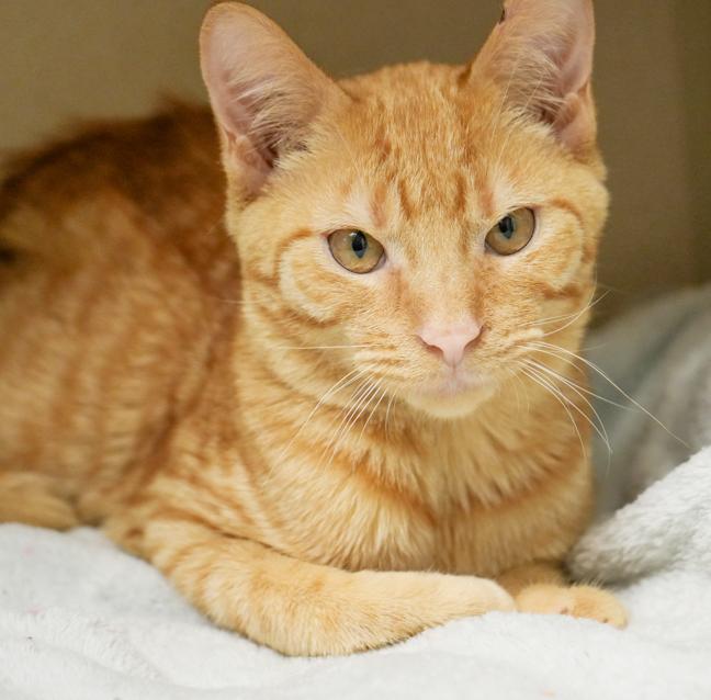 Fritter is FANTASTIC - super cutie!   MASTER if BISCUITS and CUDDLES!!   VIDEOS, Baby Male Tabby