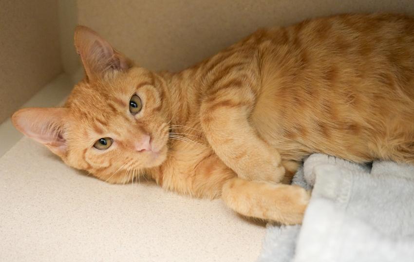 Fritter is FANTASTIC - super cutie! MASTER if BISCUITS and CUDDLES!! VIDEOS photo 3