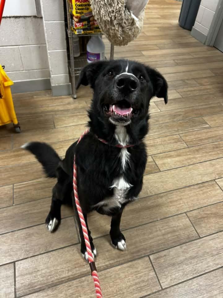 Jerry, Adoptable, Young Male Australian Shepherd.