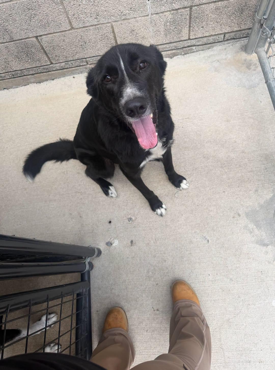 Enlarge Jerry, a Adoptable Australian Shepherd in Rowlett, TX image 2/2