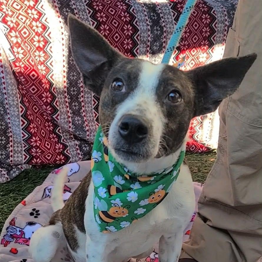 Lachlan, ADOPTABLE, Adult Male Cattle Dog & Rat Terrier.