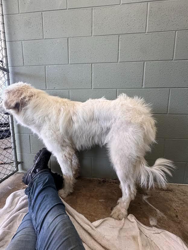 Nikkori, Adoptable, Young Female Great Pyrenees.