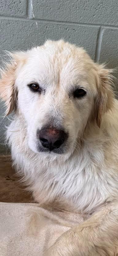 Enlarge Nikkori, a Adoptable Great Pyrenees in East Ridge, TN image 2/2