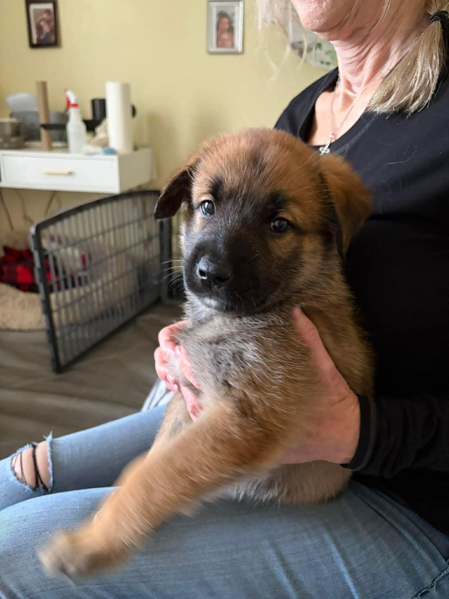 Enlarge Eleven/El, an adopted mixed breed in Blue Bell, PA image 3/4