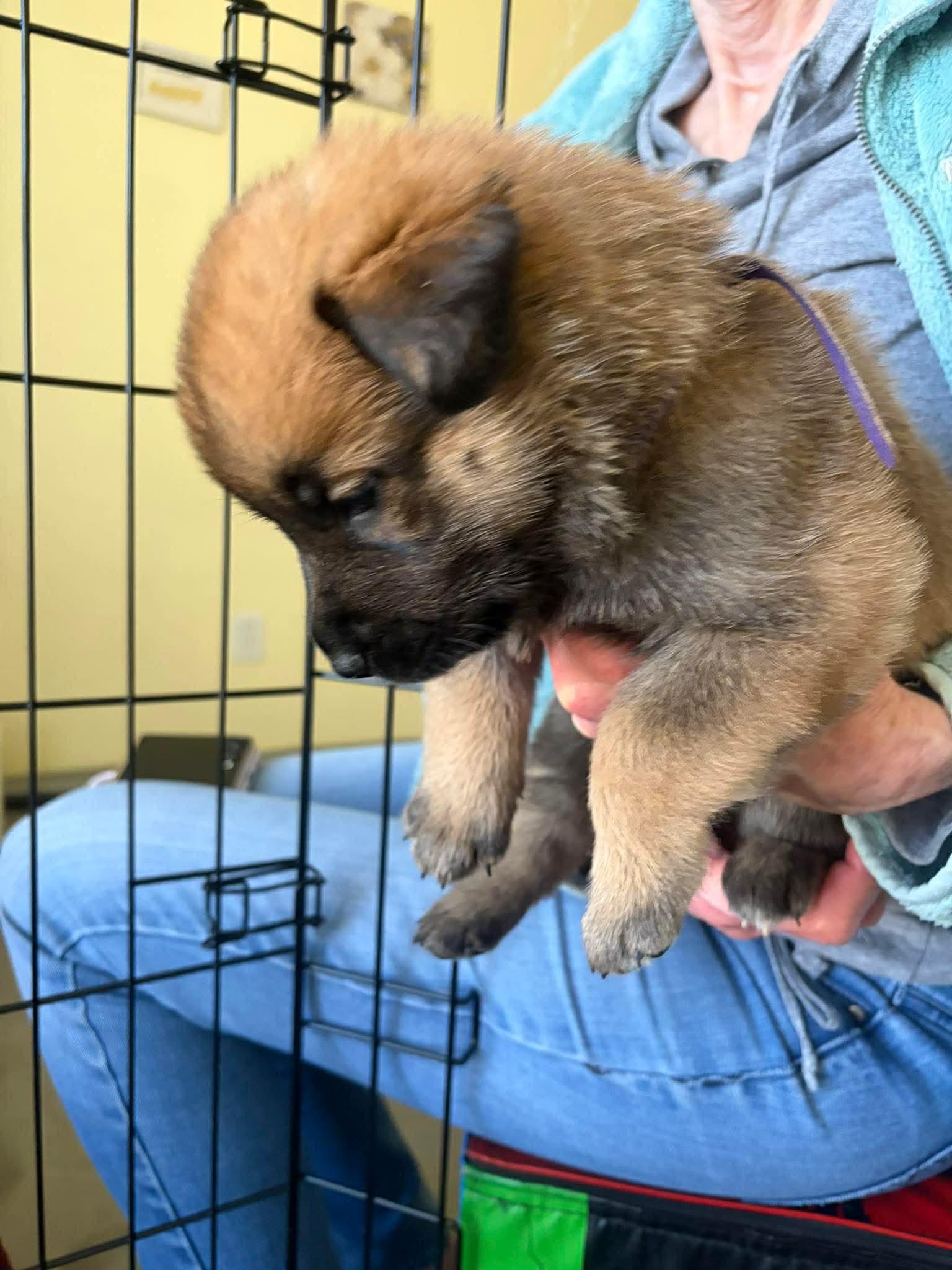 Enlarge Eleven/El, an adopted mixed breed in Blue Bell, PA image 4/4