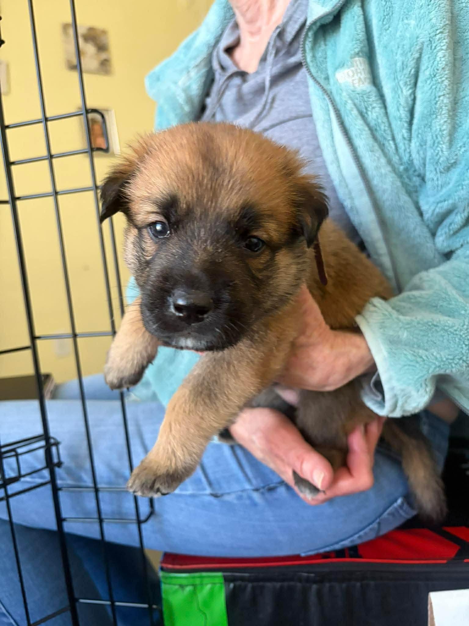 Enlarge Eleven/El, an adopted mixed breed in Blue Bell, PA image 2/4