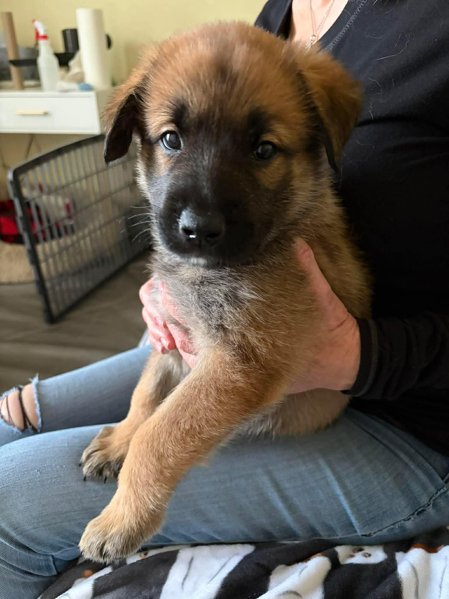 Eleven/El, adopted, Puppy Female Shepherd & Corgi.