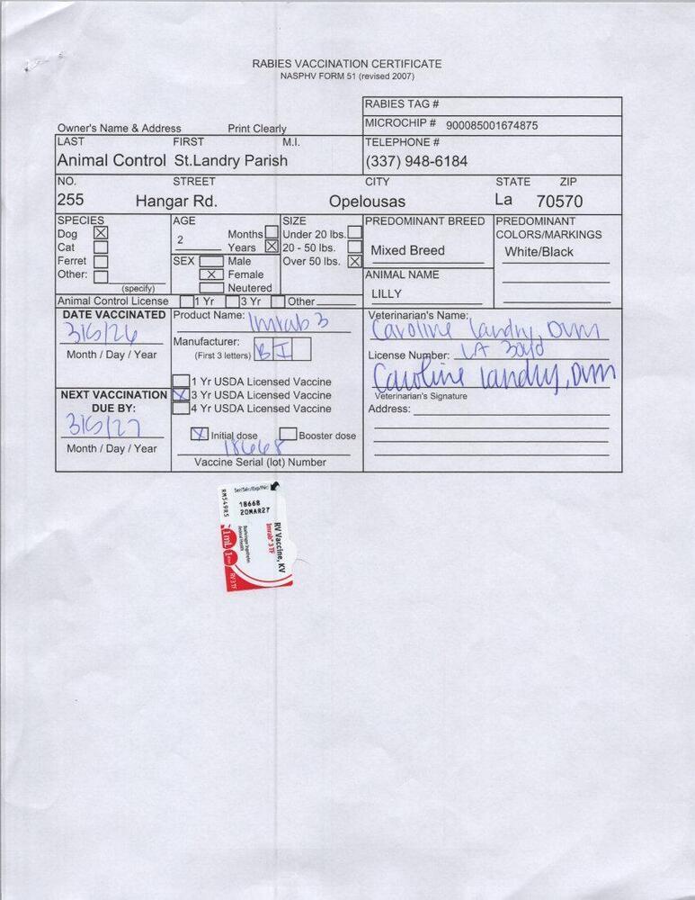 Enlarge Lilly, a Adoptable mixed breed in Opelousas, LA image 2/5