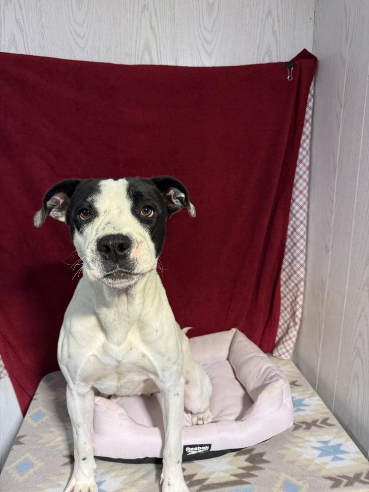 Enlarge Lilly, a Adoptable mixed breed in Opelousas, LA image 3/5