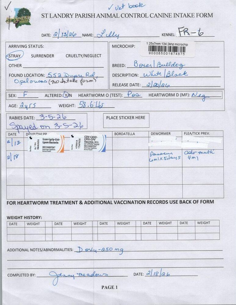 Enlarge Lilly, a Adoptable mixed breed in Opelousas, LA image 4/5