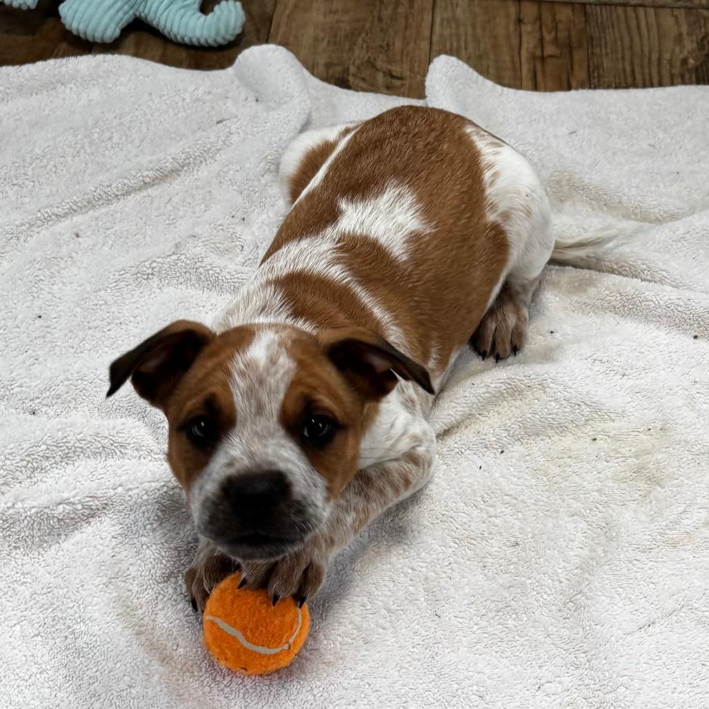 Finn *Adoption Pending*, Adoptable, Puppy Male Feist.