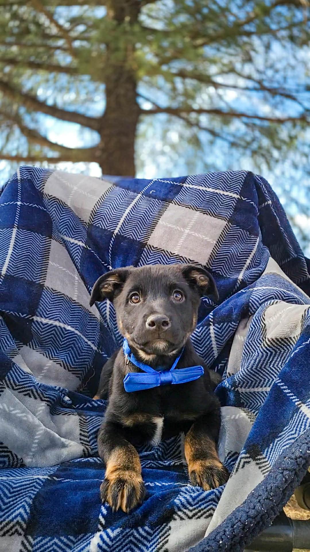 Enlarge Frosty, a ADOPTABLE mixed breed in Temecula, CA image 1/2