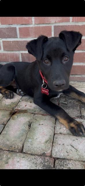 Enlarge Frosty, an adopted mixed breed in Temecula, CA image 1/3
