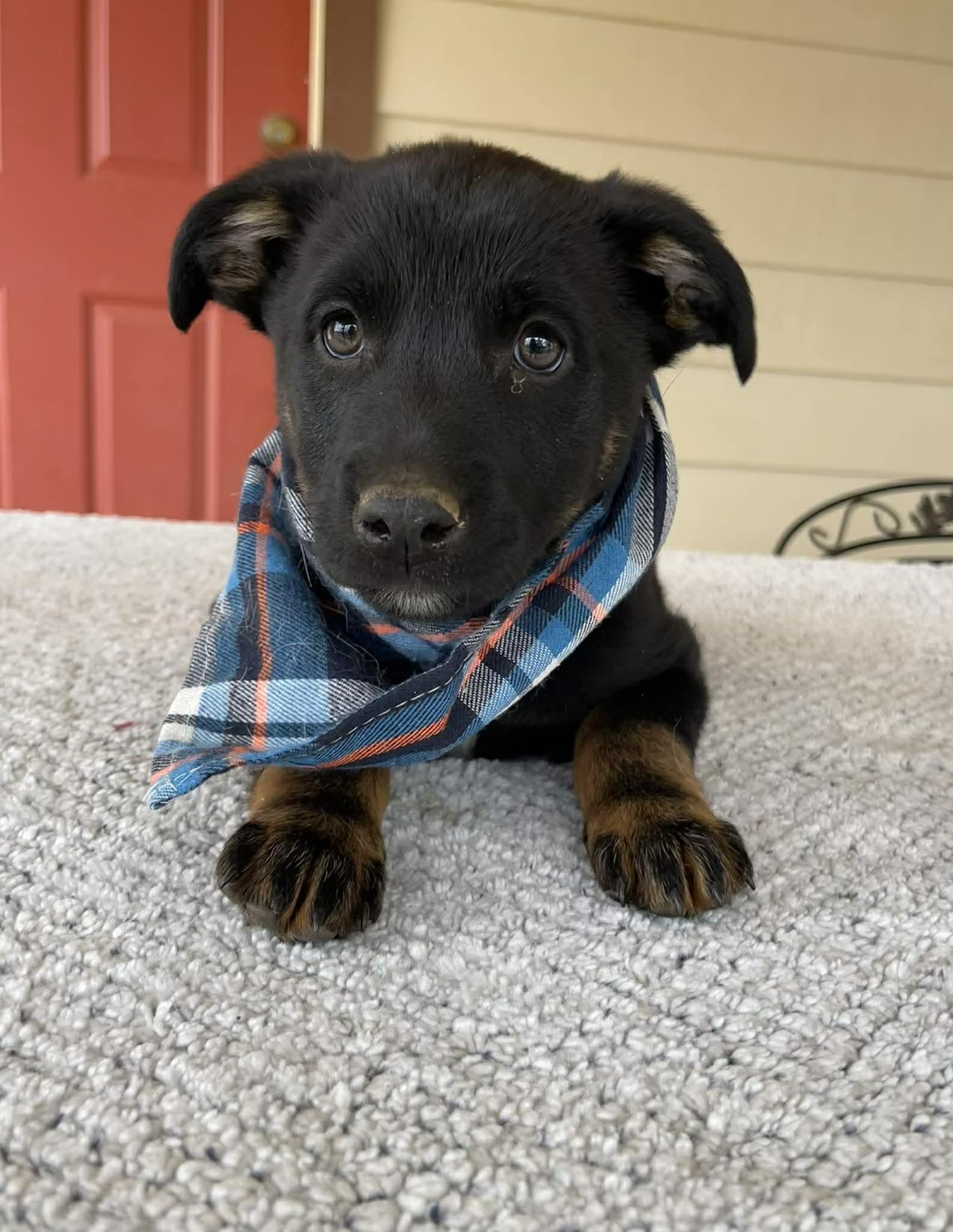 Enlarge Frosty, a ADOPTABLE mixed breed in Temecula, CA image 2/2