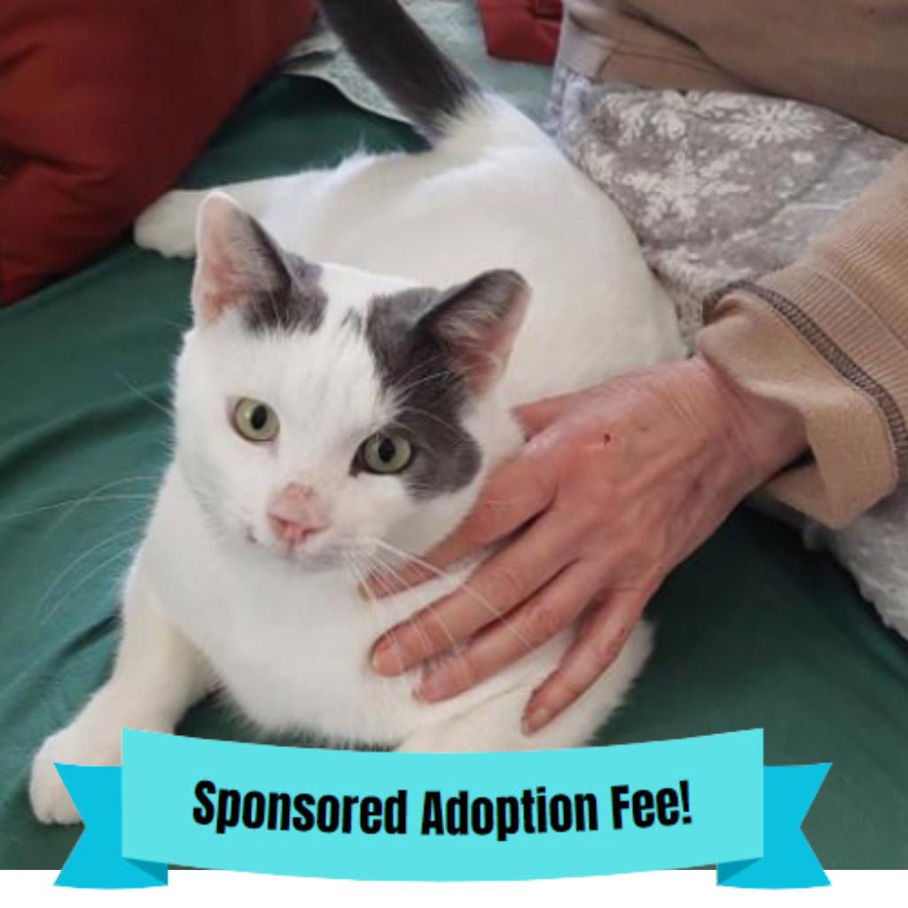 Casper, Adoptable, Adult Male Domestic Short Hair.