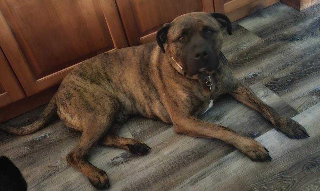 Enlarge Freedom, a Adopted Mastiff in Owatonna, MN image 1/2