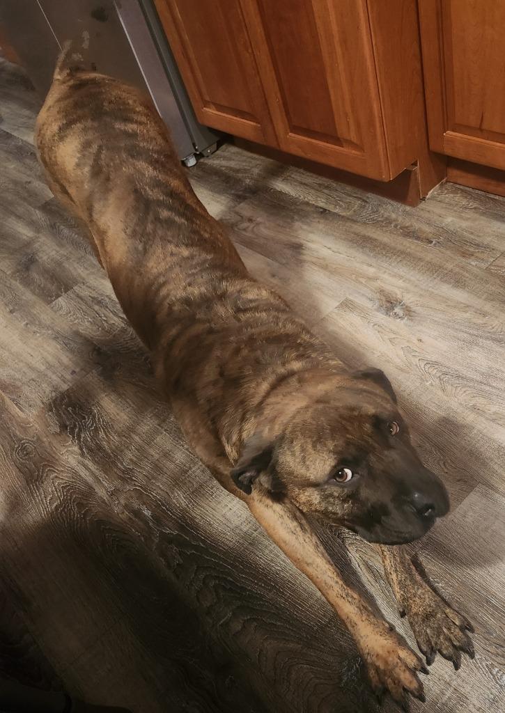 Enlarge Freedom, a Adopted Mastiff in Owatonna, MN image 2/2