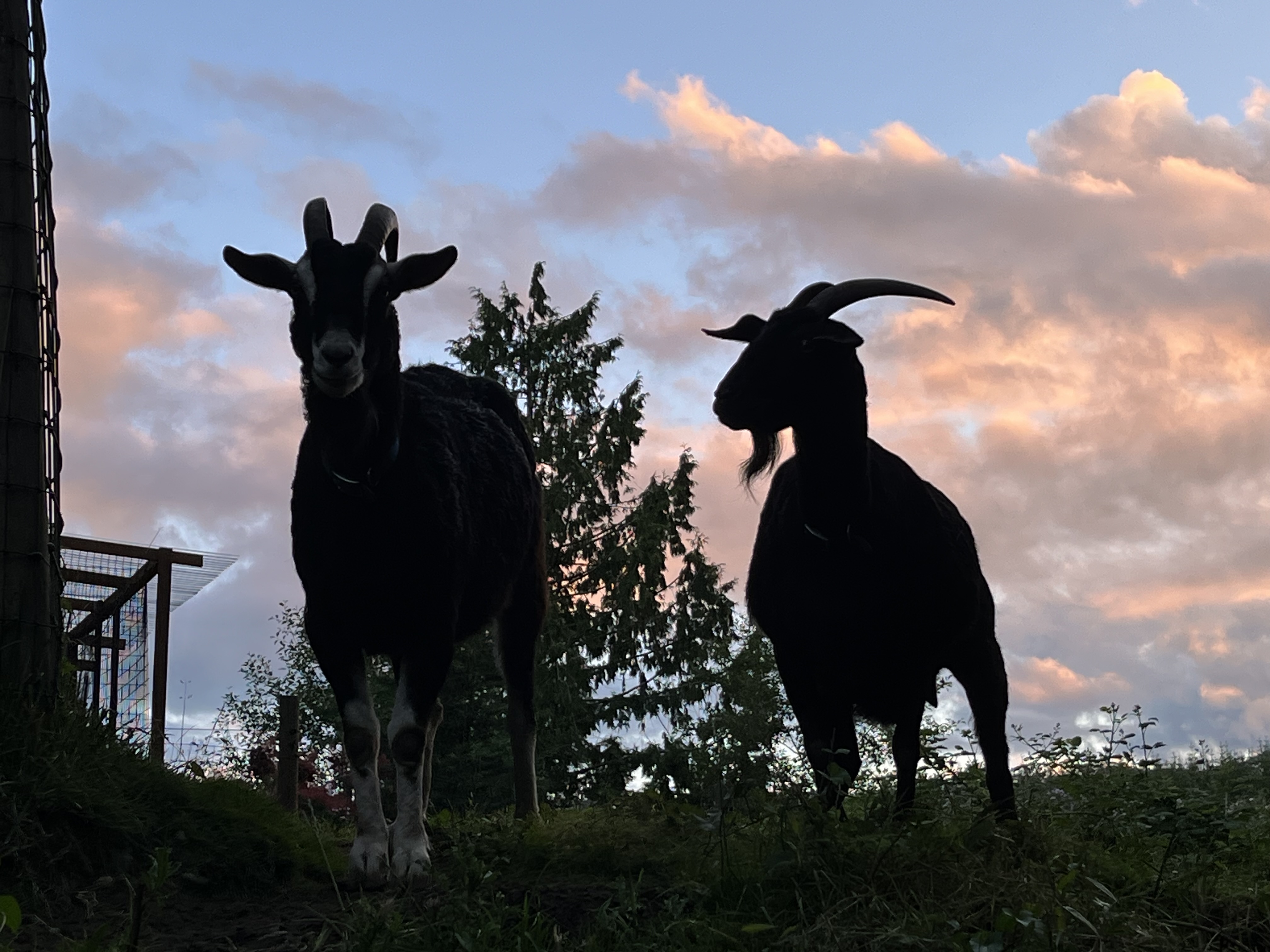 Midnight and Cyclon, a Adoptable Goat in Quilcene, WA image 3/6