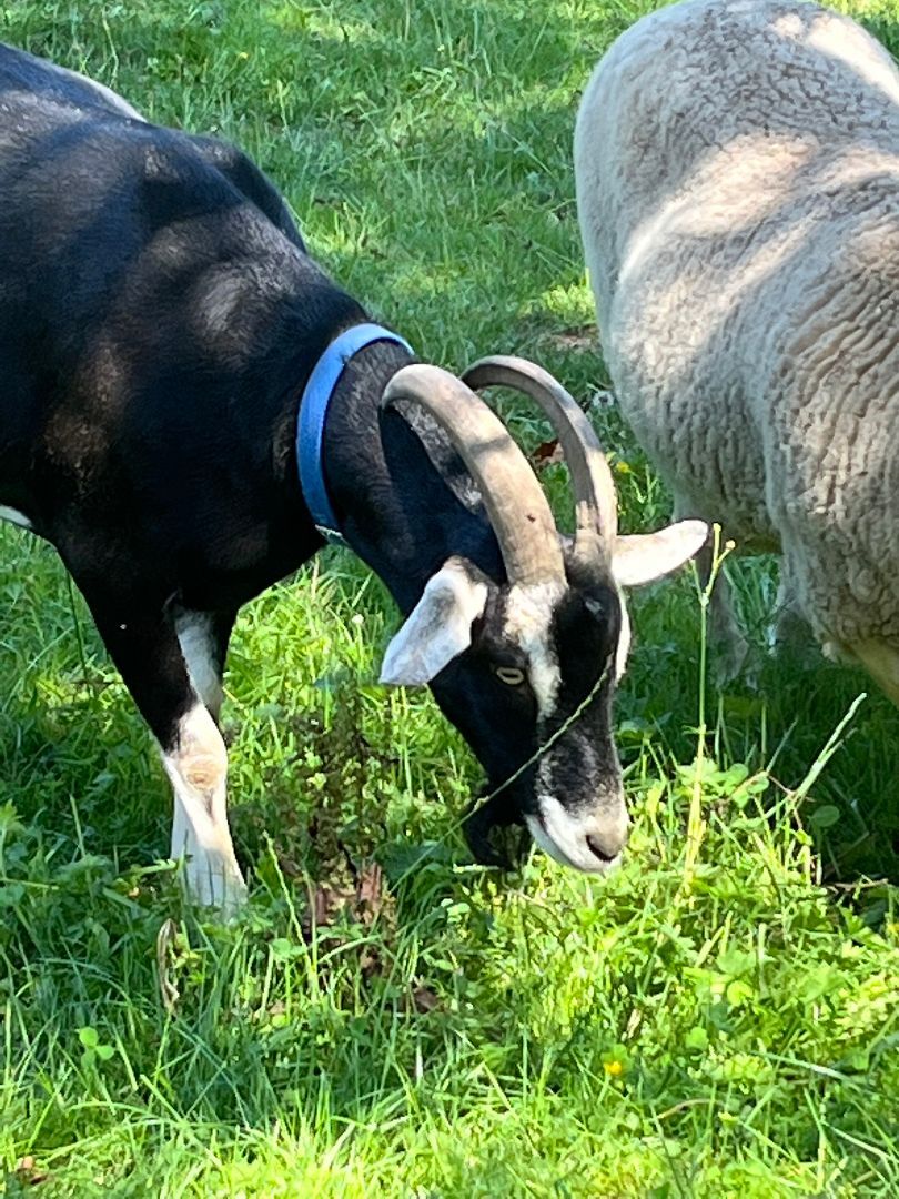 Midnight and Cyclon, a Adoptable Goat in Quilcene, WA image 4/6