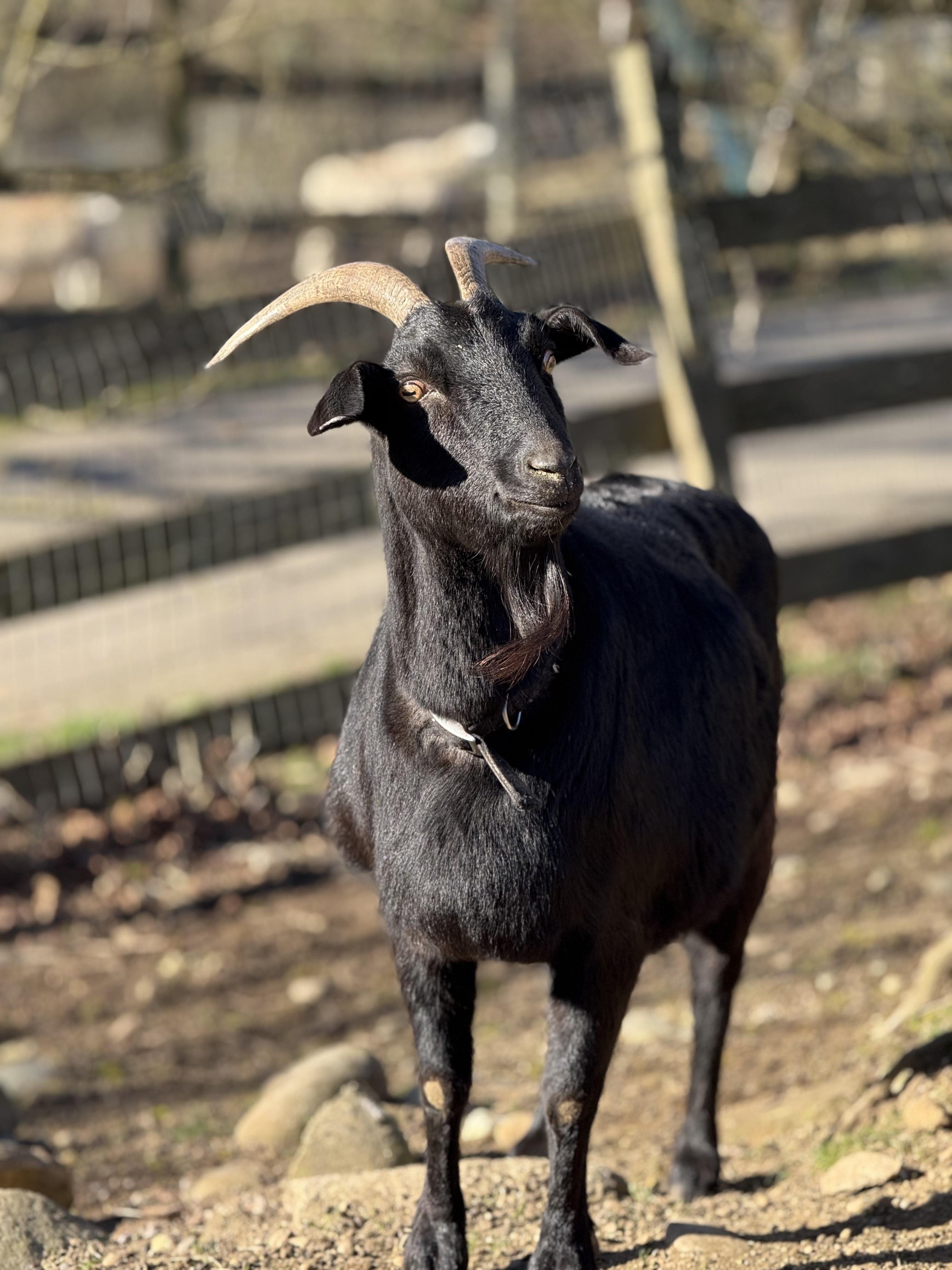 Midnight and Cyclon, a Adoptable Goat in Quilcene, WA image 1/6
