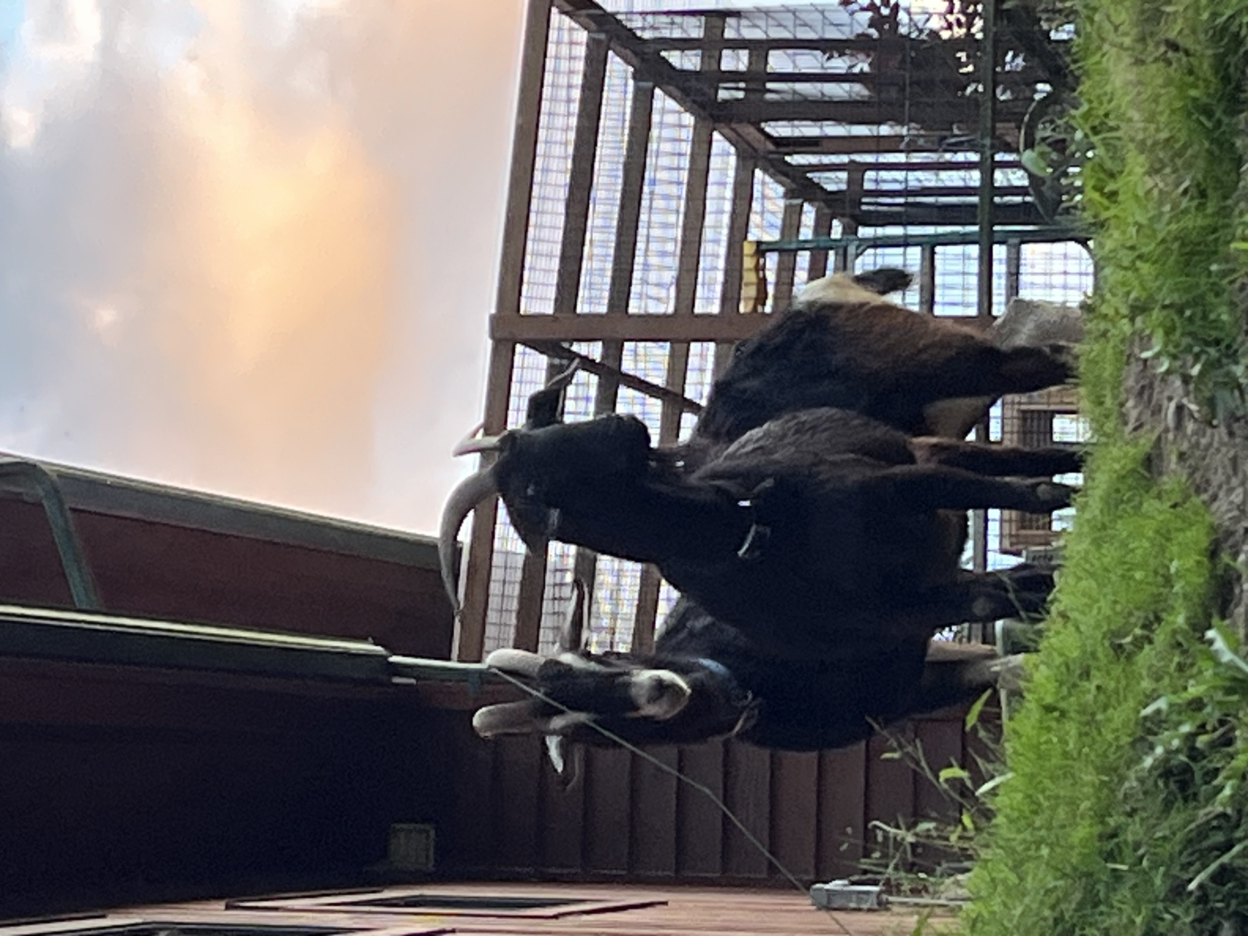 Goat for adoption Midnight and Cyclon, a Goat in Quilcene, WA Petfinder