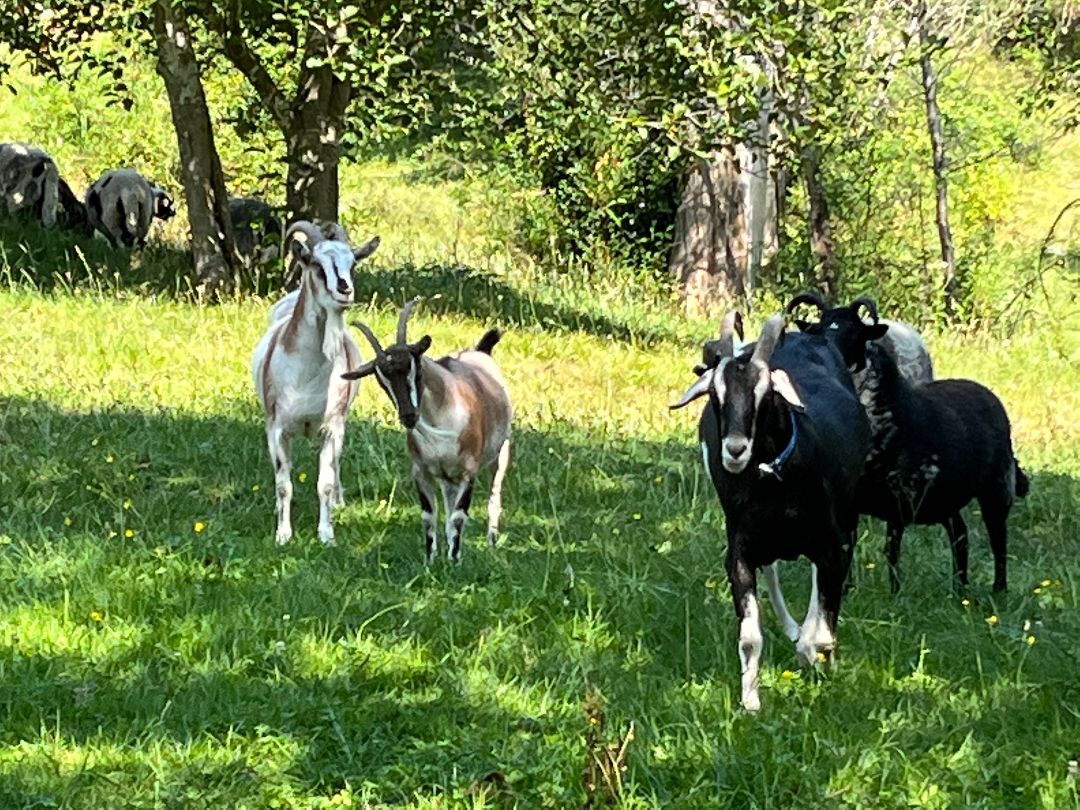 Midnight and Cyclon, a Adoptable Goat in Quilcene, WA image 6/6