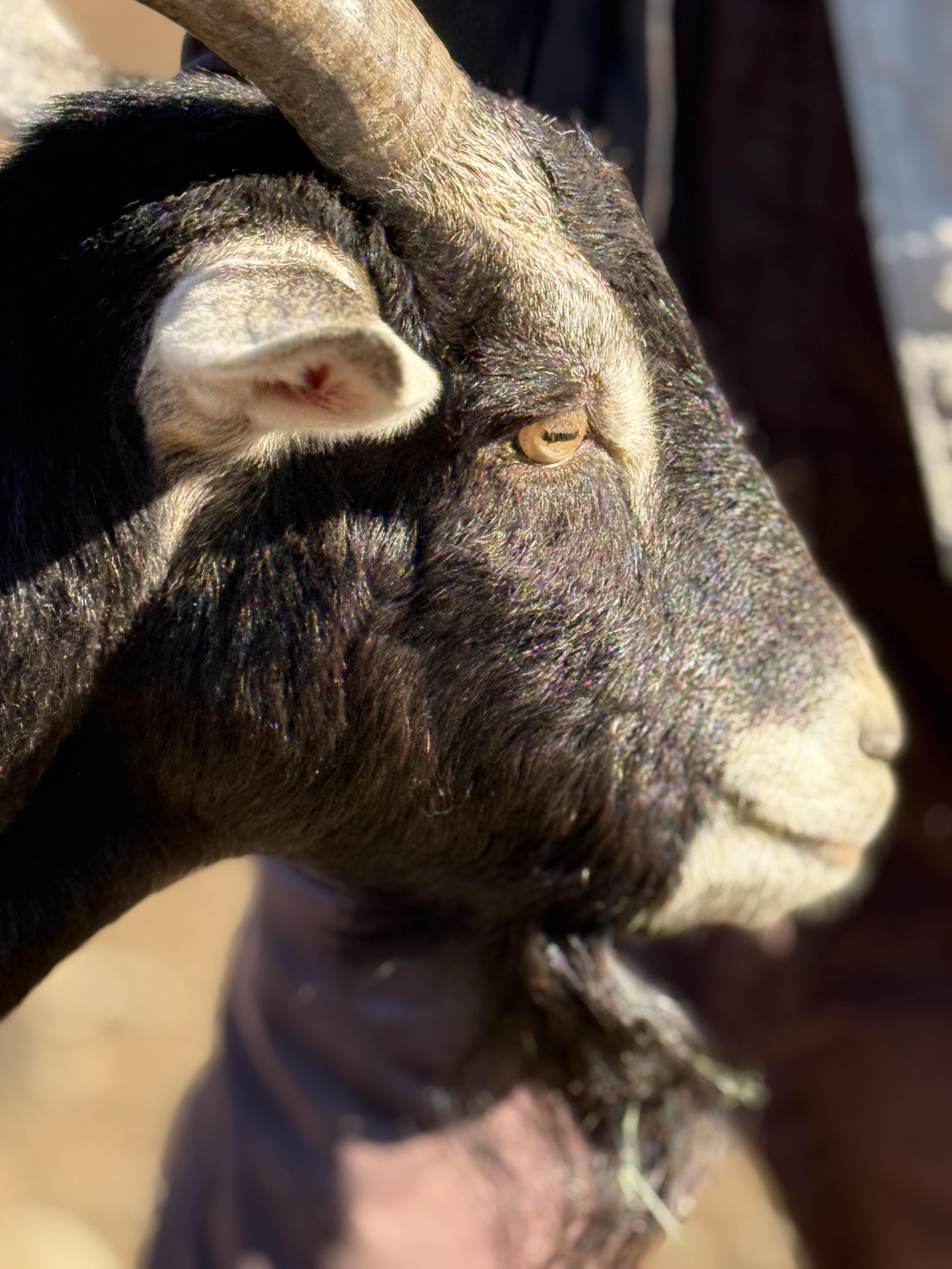 Midnight and Cyclon, a Adoptable Goat in Quilcene, WA image 2/6