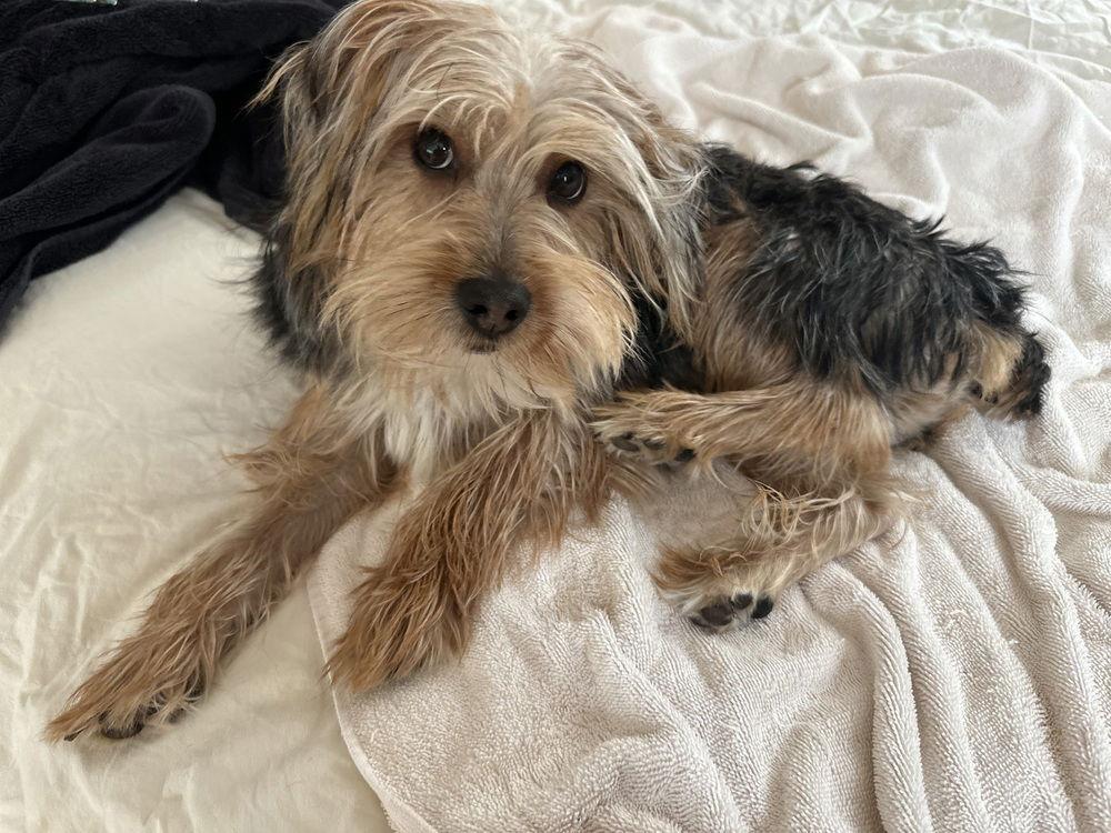 Toby, Adoptable, Young Male Mixed Breed.