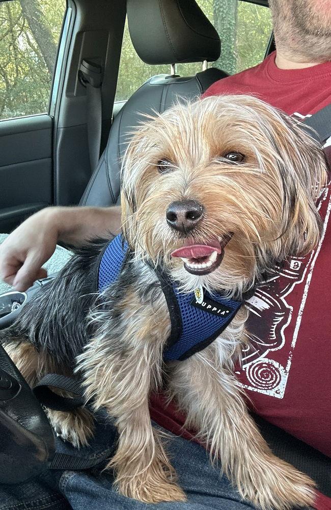 Enlarge Toby, a Adoptable Mixed Breed in Candler, NC image 2/3