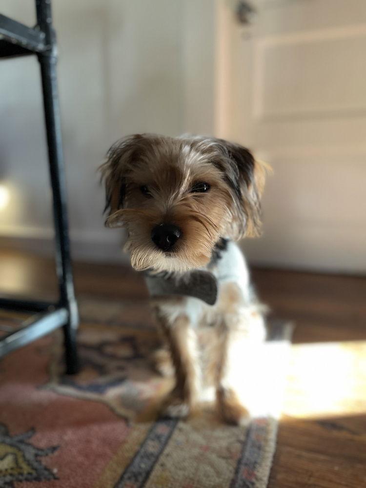 Enlarge Toby, a Adoptable Mixed Breed in Candler, NC image 3/3