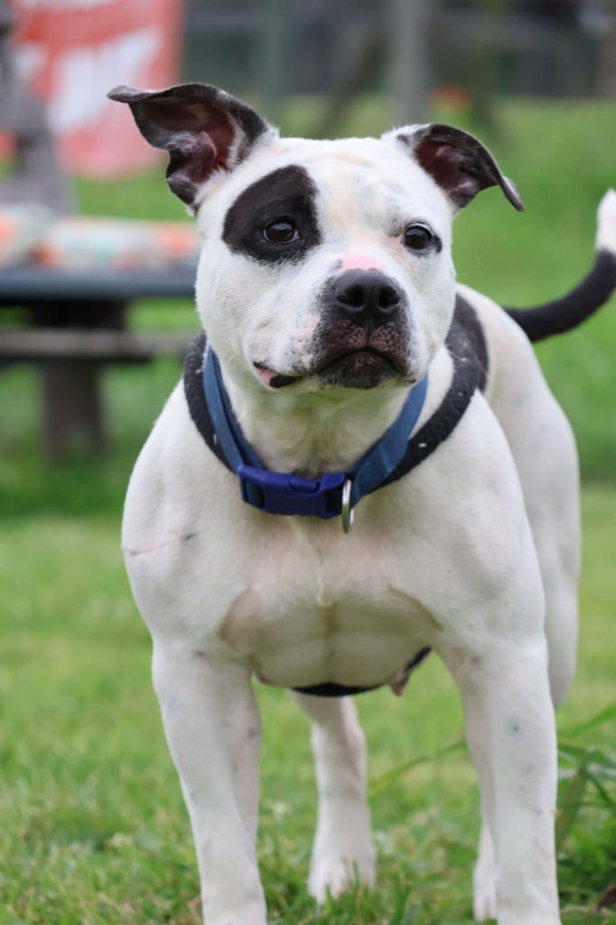 Gretel, Adoptable, Young Female Mixed Breed.