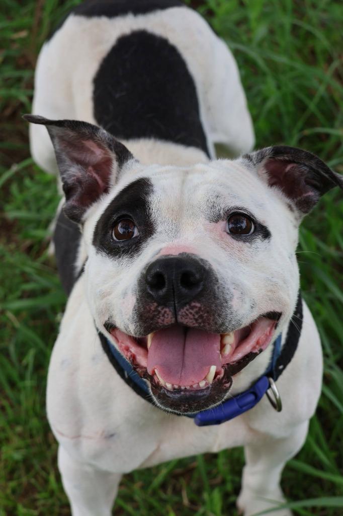 Gretel, a Adoptable mixed breed in Columbia, TN image 2/6