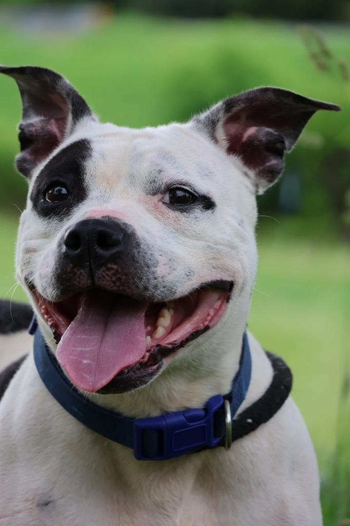 Gretel, a Adoptable mixed breed in Columbia, TN image 3/6