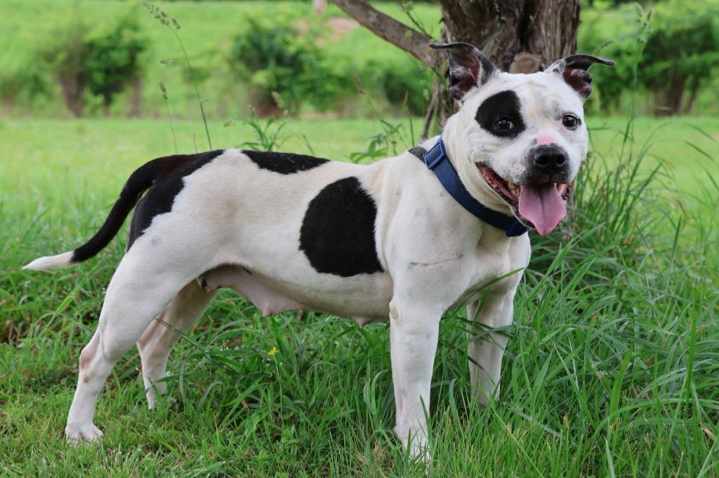 Gretel, a Adoptable mixed breed in Columbia, TN image 4/6